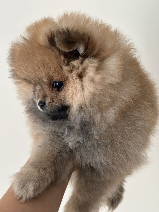 Szpic miniaturowy pomeranian mini Hugo