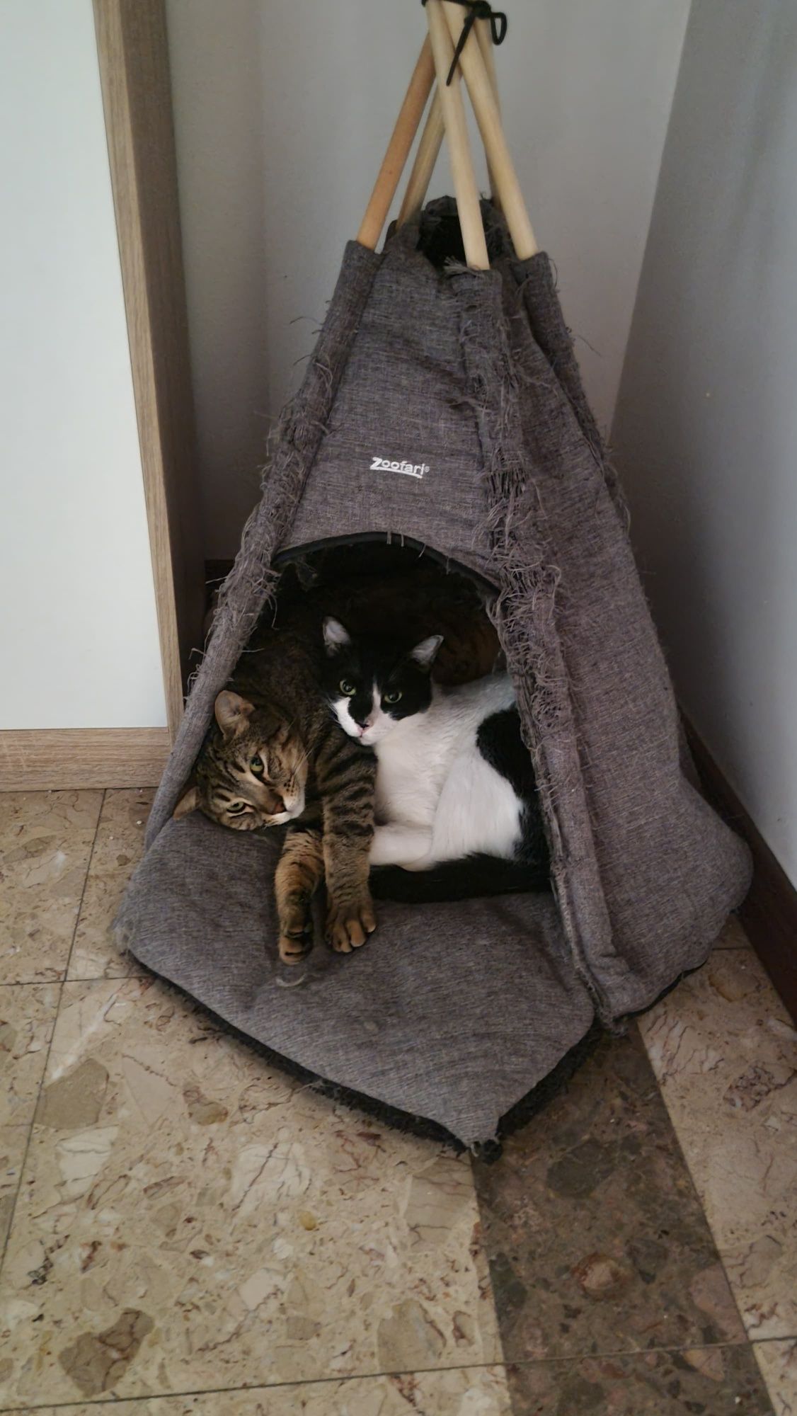 Gatos para adoçao