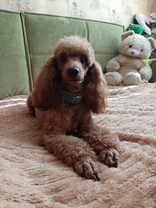 Вязка мальчика карликового пуделя. Харьков