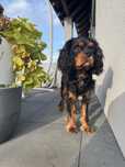 Cavalier King Charles Spaniel reproduktor