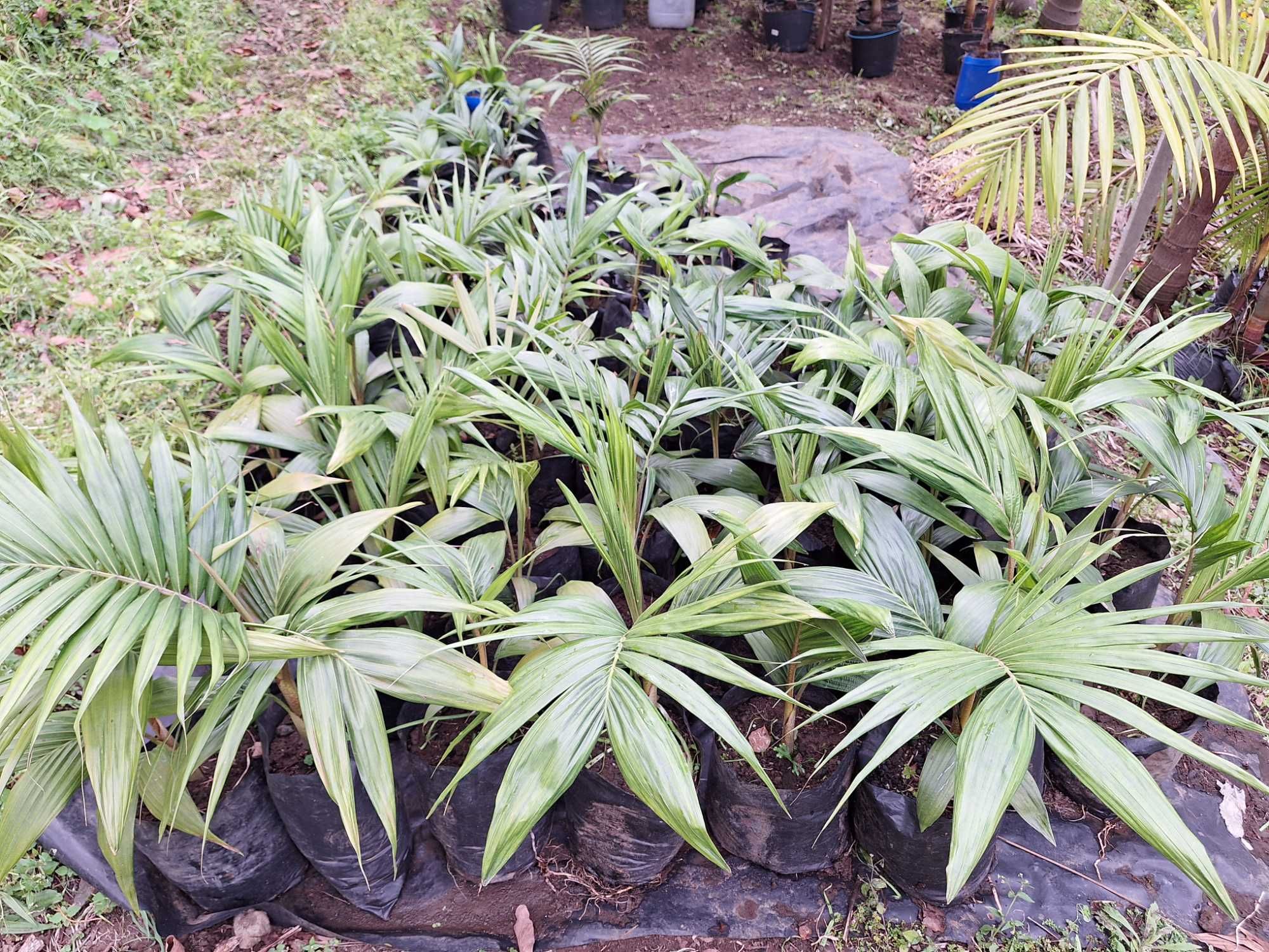 Palmeira Elegante