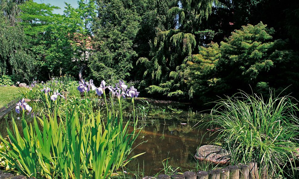 Plantas de lago Produção Nacional