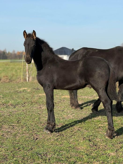 Ogier fryzyjski z 2025