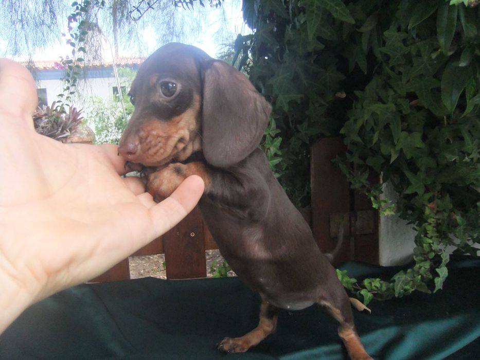 cachorra teckel miniatura