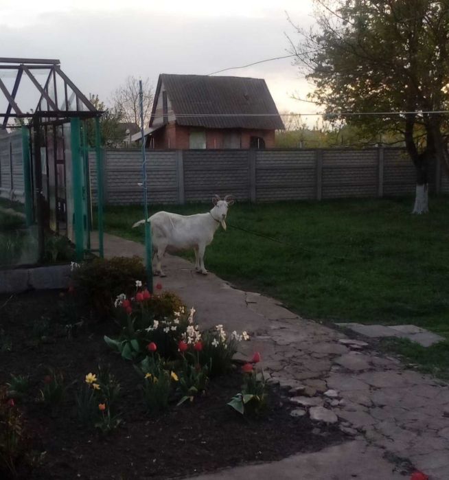 Коза високоудійна