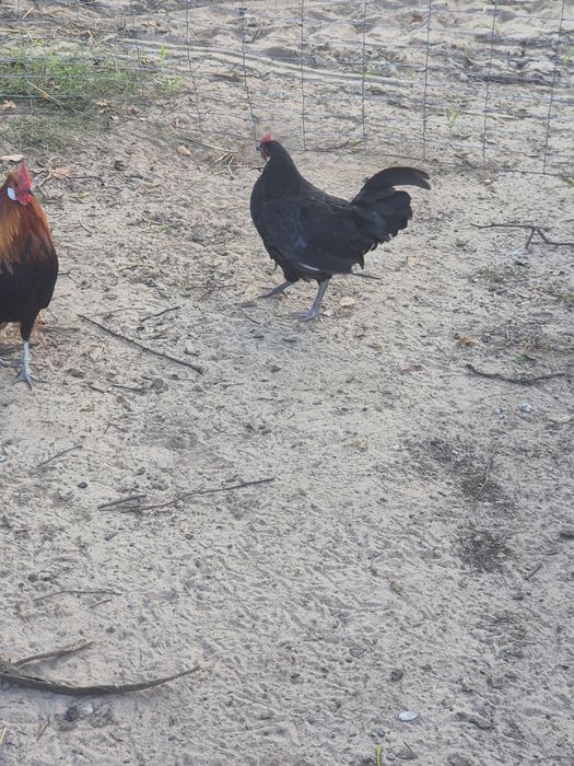 Mlode kogutki lakenfelder,kochin olbrzymi itp.