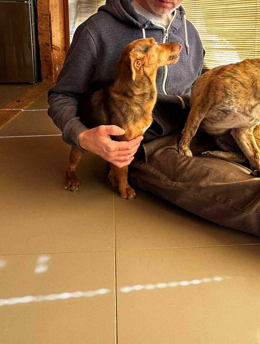 Mała i młoda suczka Willa do adopcji