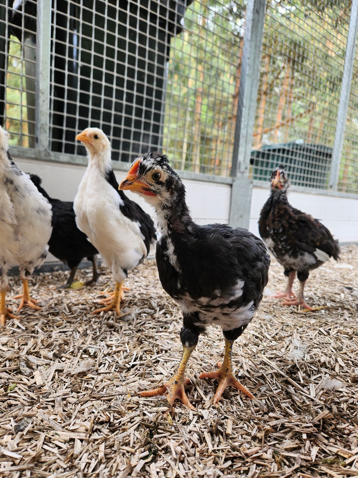 Tęczanka Czernichowska, mix Czubatki, kurczęta