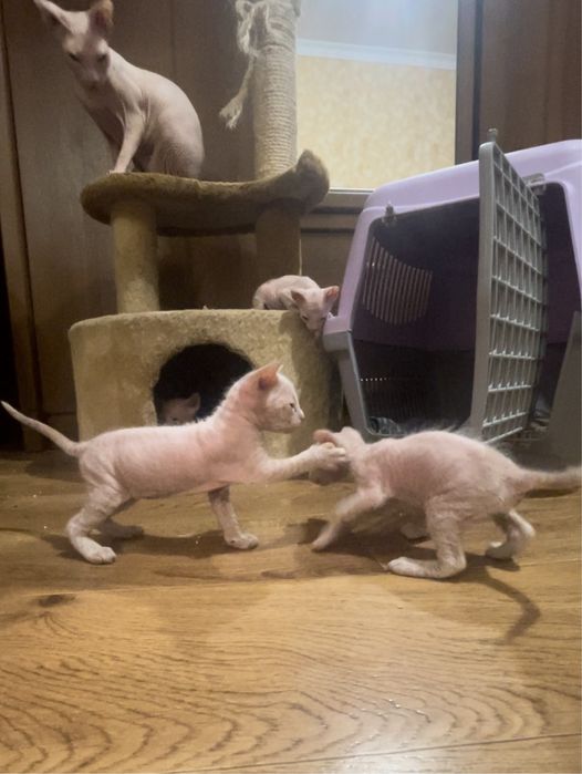 Донський сфінкс кошенята. Білого кольору