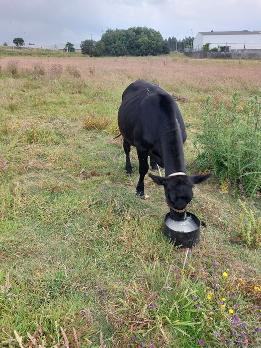 Novilha cruzada de angus