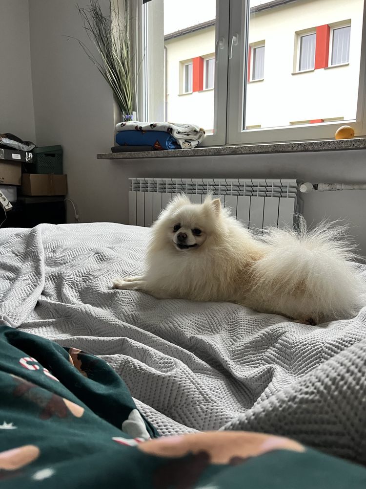 Pomeranian suczka