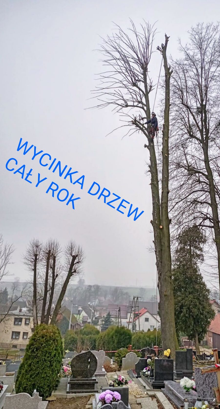 Wycinka drzew, ścinka drzew, Żory, Czerwionka +30km
