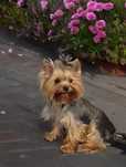 ZAREZERWOWANY Piesek York Yorkshire Terrier