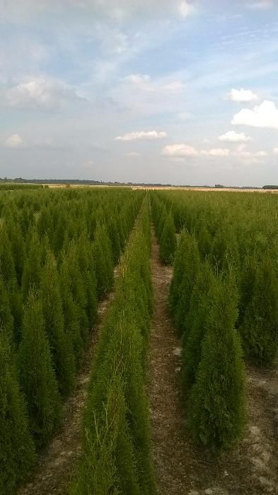 Thuja Tuja SMARAGD 140cm. 25zł/szt RABATY !!! PROMOCJA