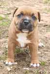 Staffordshire bull terrier