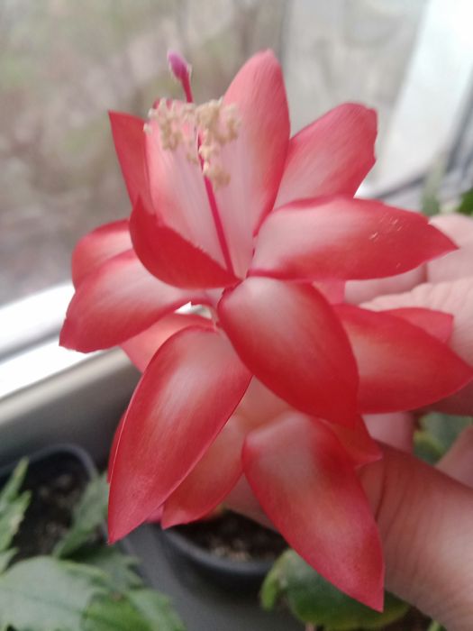 Предлагаю шлюмбергеру