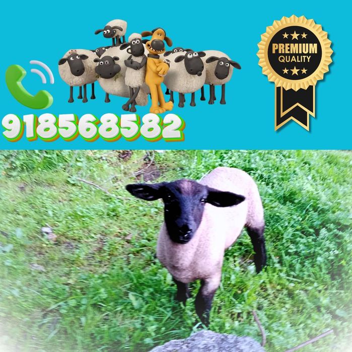Suffolk inglesa 3 anos para Venda