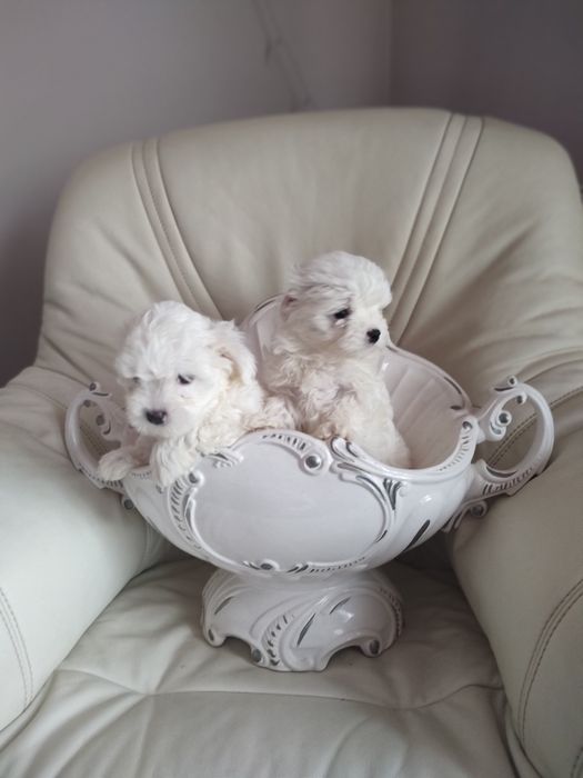 Мальтійські болоночки.