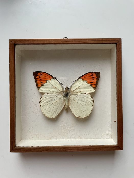 Motyl Pieridae Hebomoia glaucippe z Tajlandi w gablotce w ramce