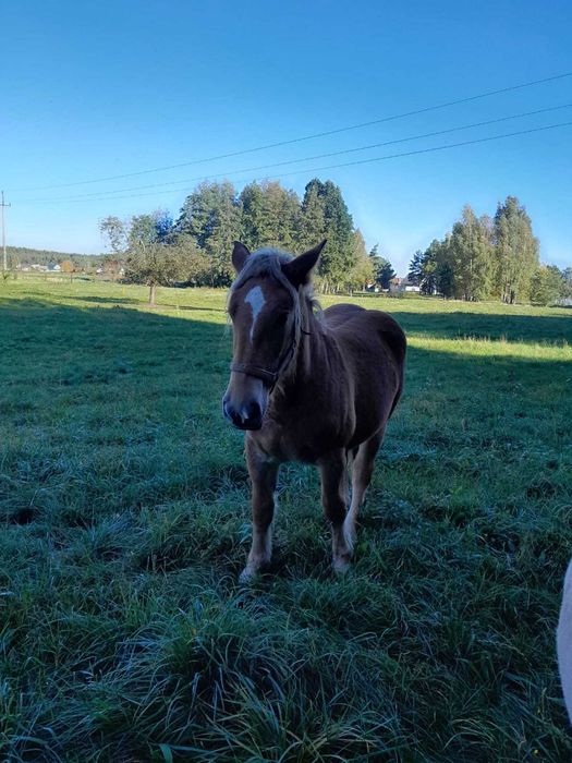 Klacz rasy polski koń zimnokrwisty
