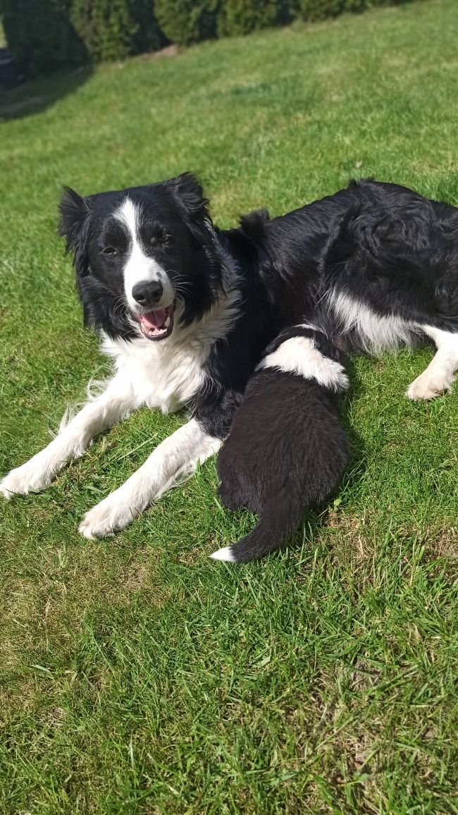 Suczka Border Collie