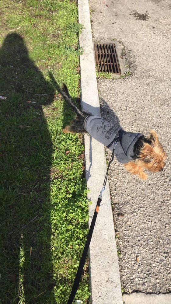 Passeio cães.