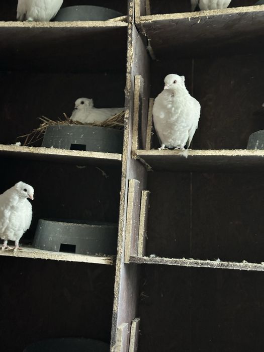 Gołebie dryjery czarny ogon 2025