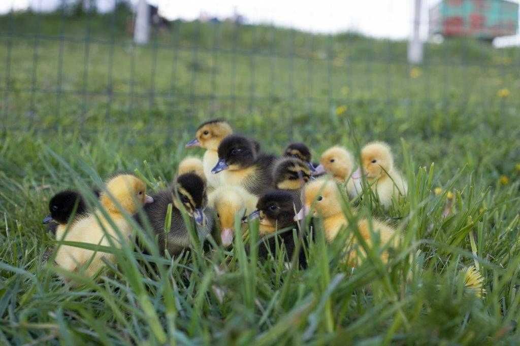 Pisklęta perliczki, kacze, gęsi, indyków, brojlerów