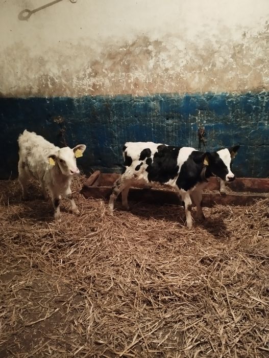 Sprzedam 2 jałoszki