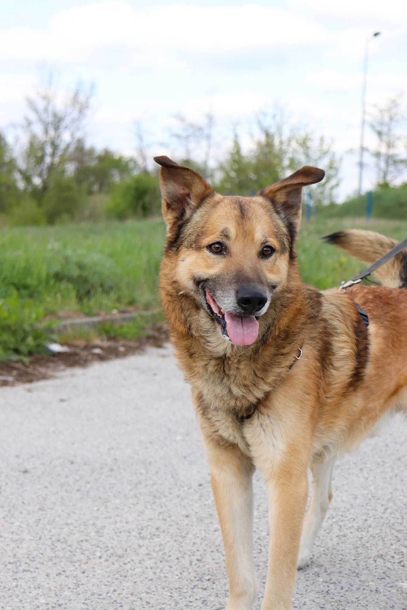 Figo szuka domu adopcja 2 lata przyjazny