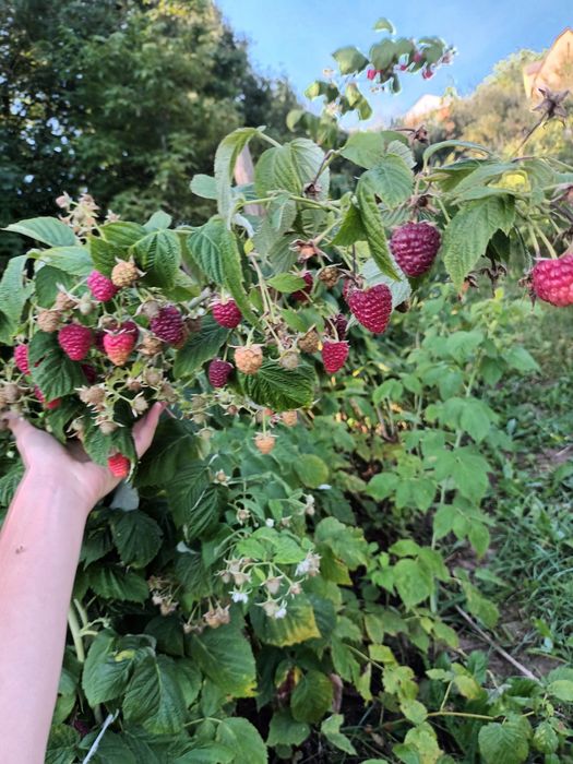 Саджанці гарної малини Maravilla(маравіла) Joan J(джоан джей)