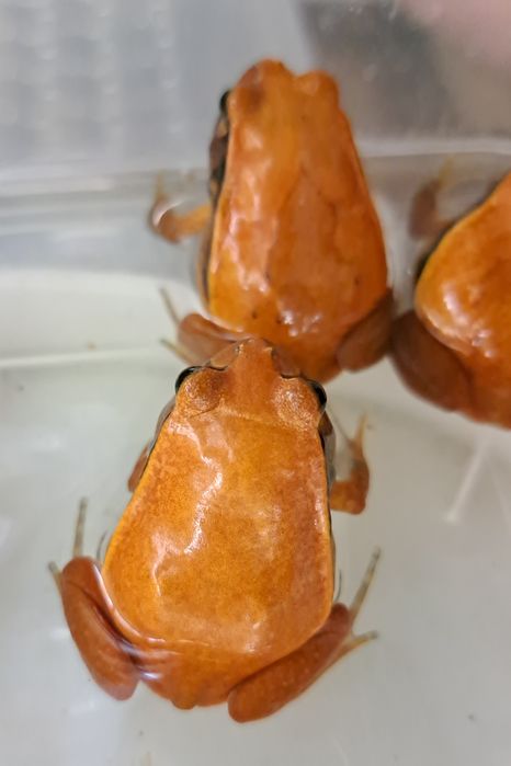 Żaba pomidorowa - Dyscophus guineti - polska hodowla