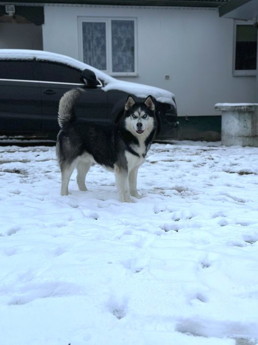 Кобель для вʼязки .