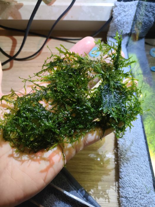 Mech Spiky Moss do akwarium