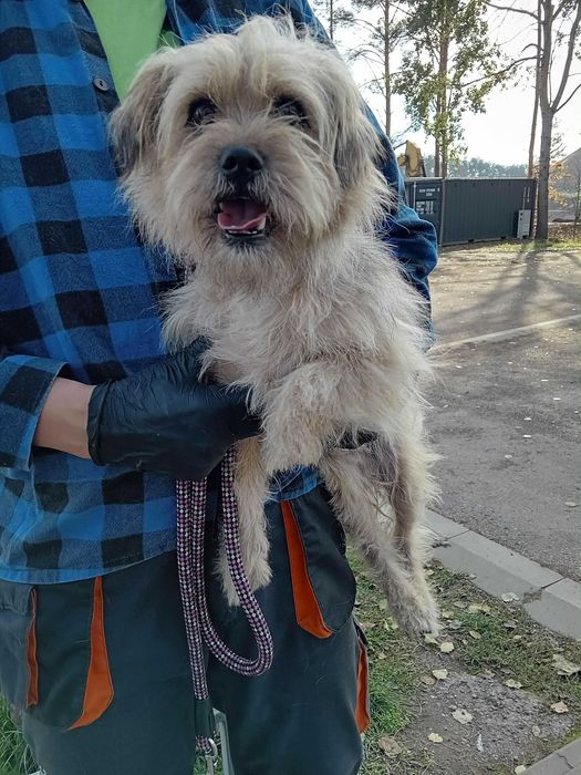 Teddy cudny psiak do adopcji