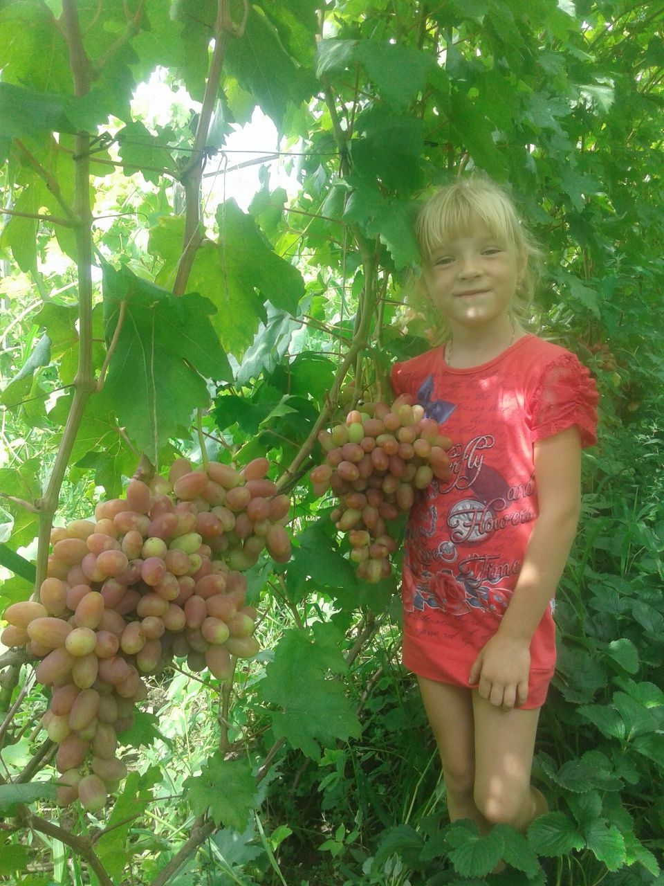 Продам саженці винограду