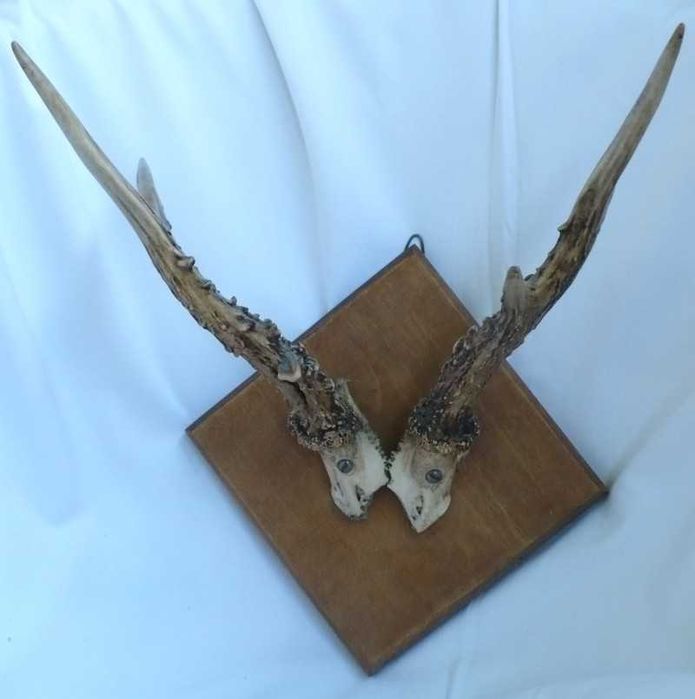 poroże osadzone na drewnianym rombie