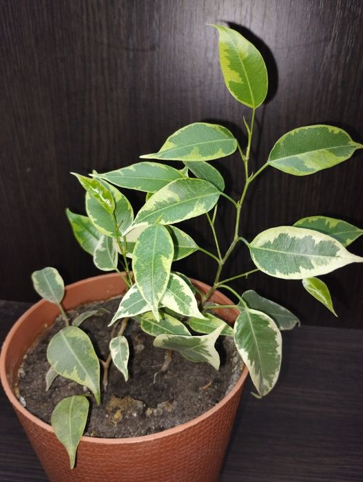 Фікус, два сорти