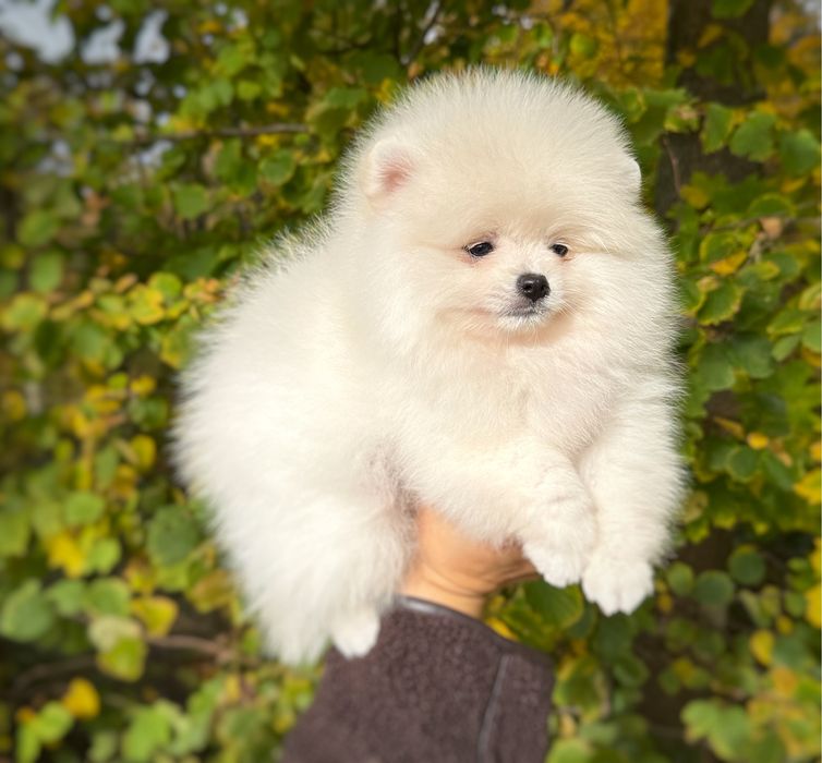 Samiec Pomeranian Szpic Miniaturowy Zkwp FCI Gotowy do zmiany domu