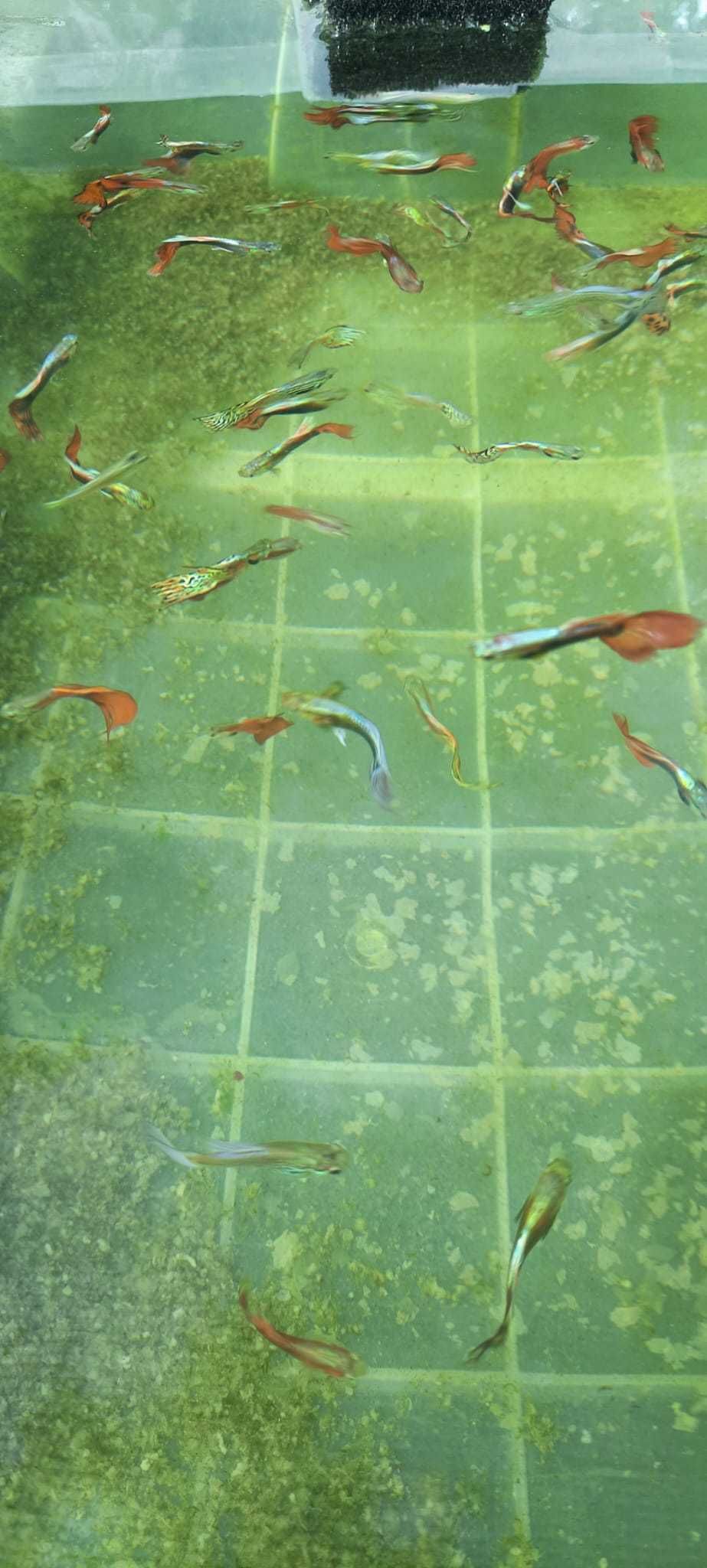 Peixe Guppy agua fria