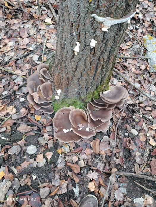 Гриби вешенка, Гливи
Свіжі . Лісові ,  мають чудовий аромат