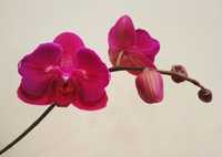 Орхидея фаленопсис, полубабочка Стелленбош