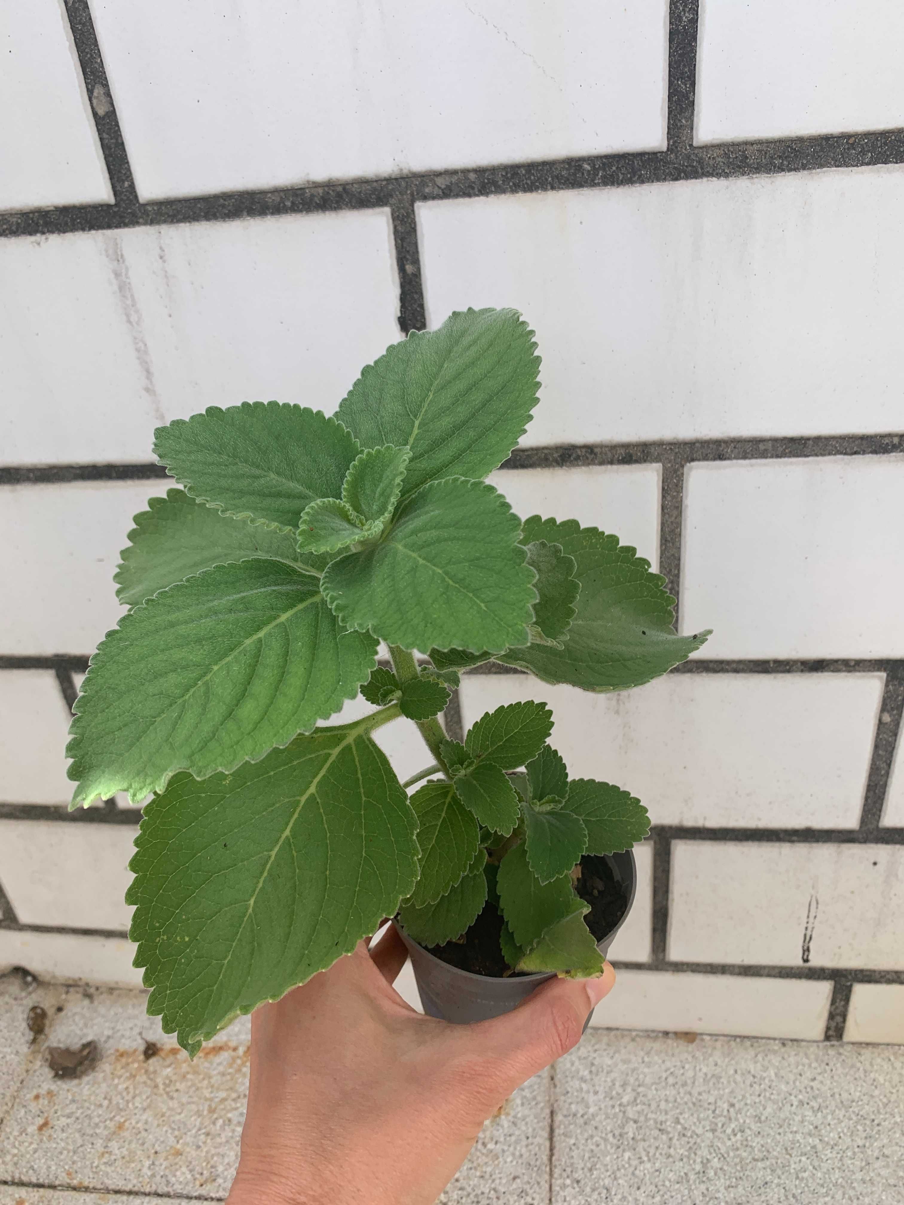 Planta Boldo em vaso - Plectranthus barbatus