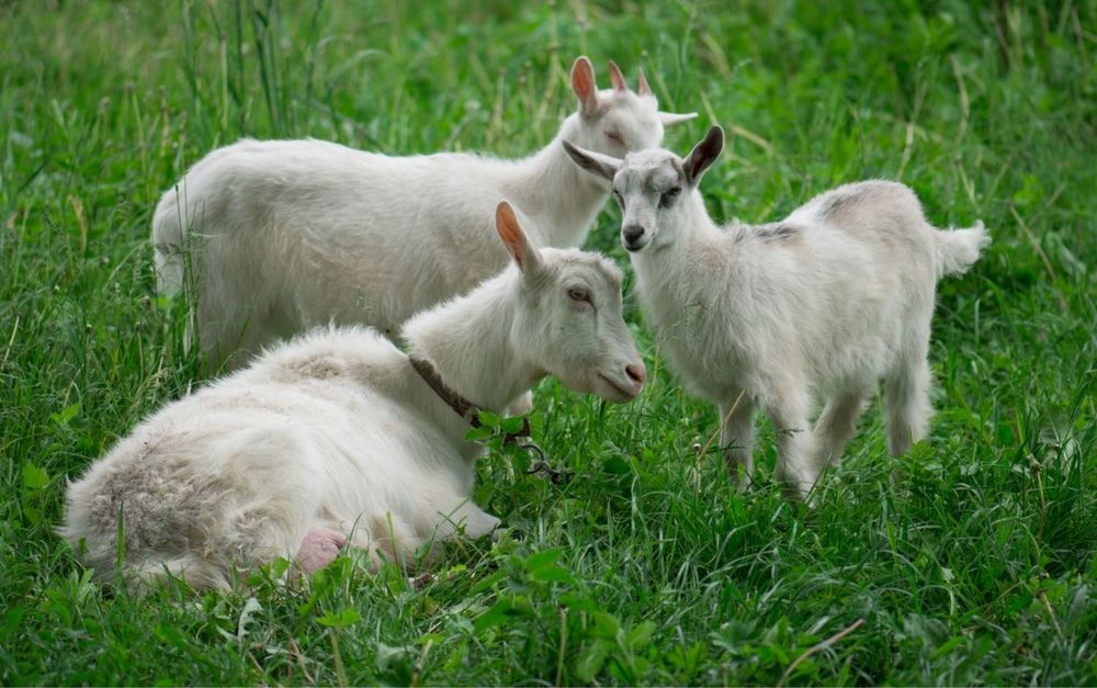 Продам козу дійну