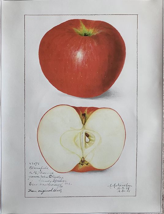 Gobelin na płótnie HD/Obrazek/Vintage Retro Fruit/Apple