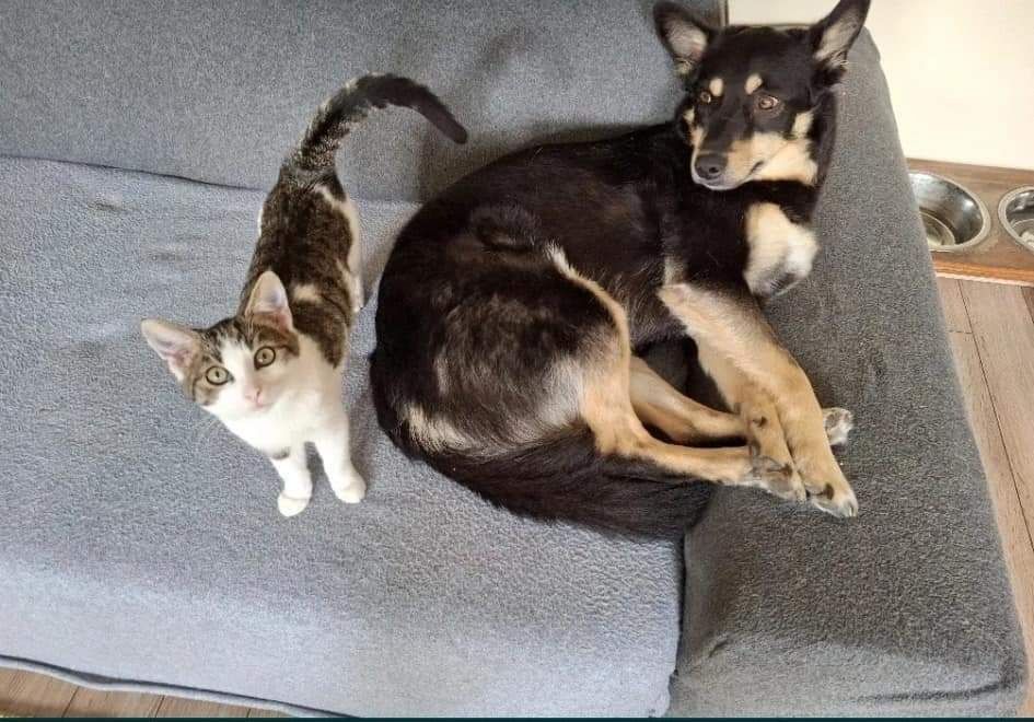 Burbon poleca się do adopcji