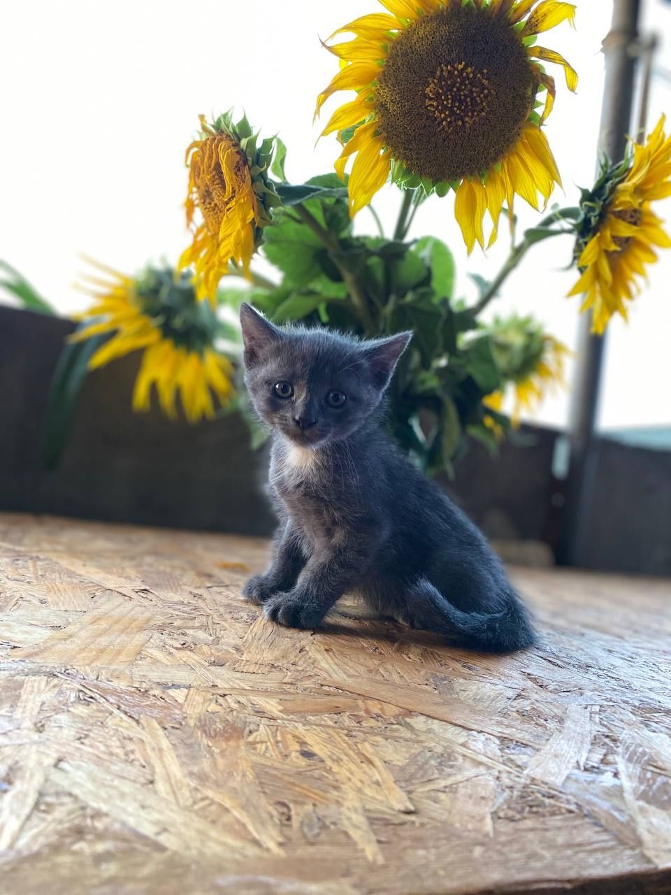Отдам котят в добрые руки