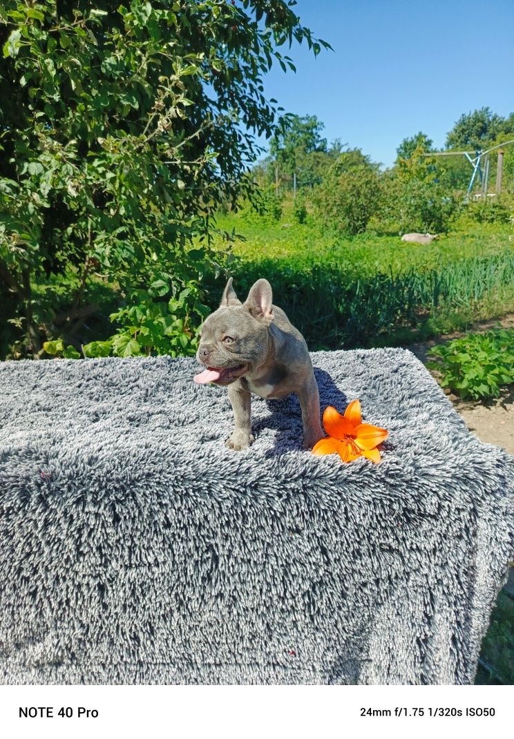 Buldog francuski lilac