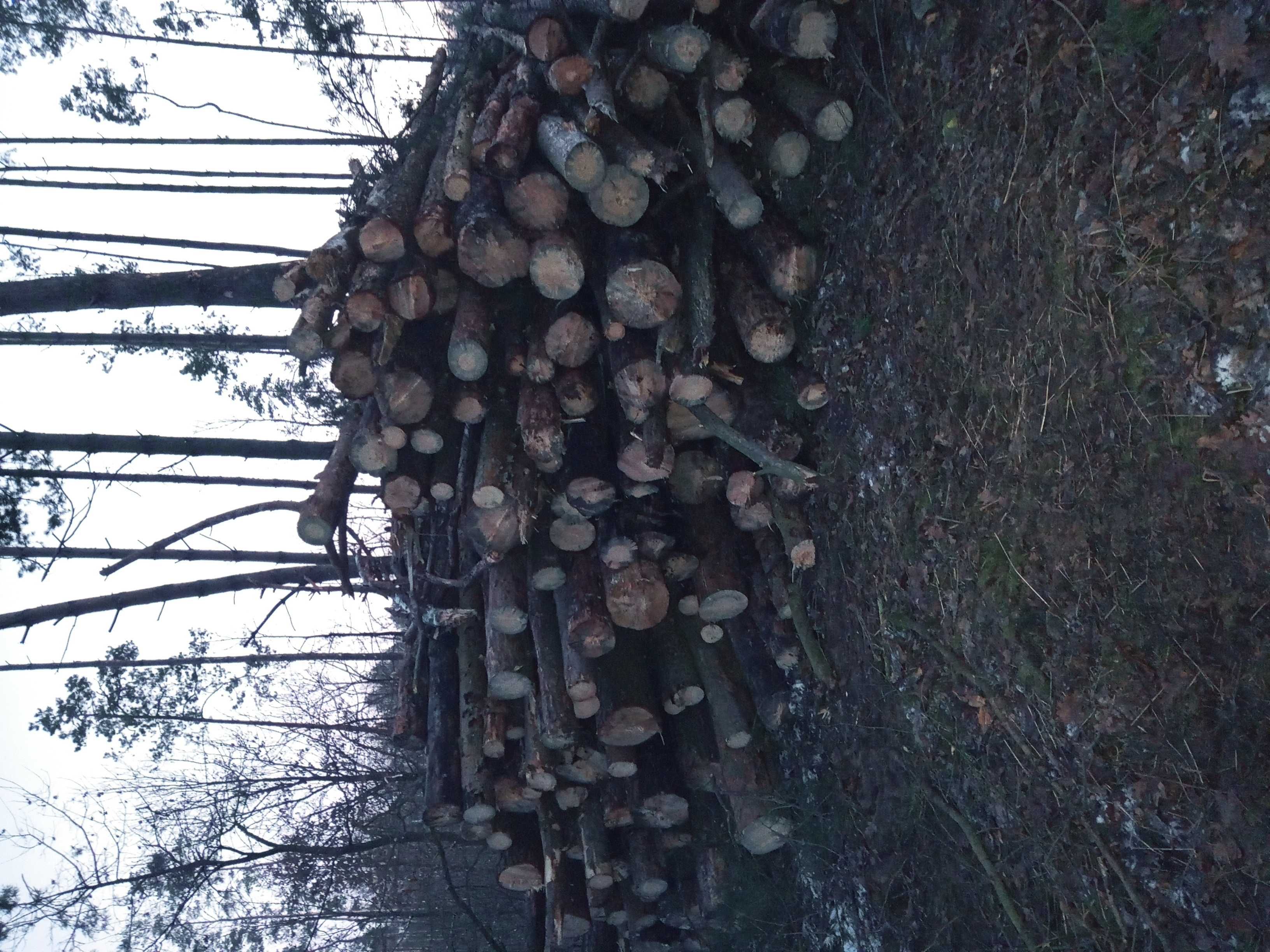 Czyszczenie działek wycinka kupno drewna na pniu