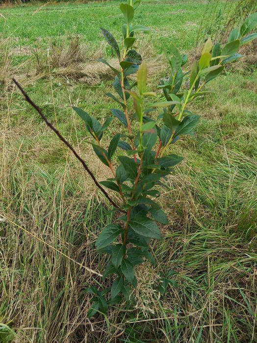 Borówka amerykańska 3-letnia